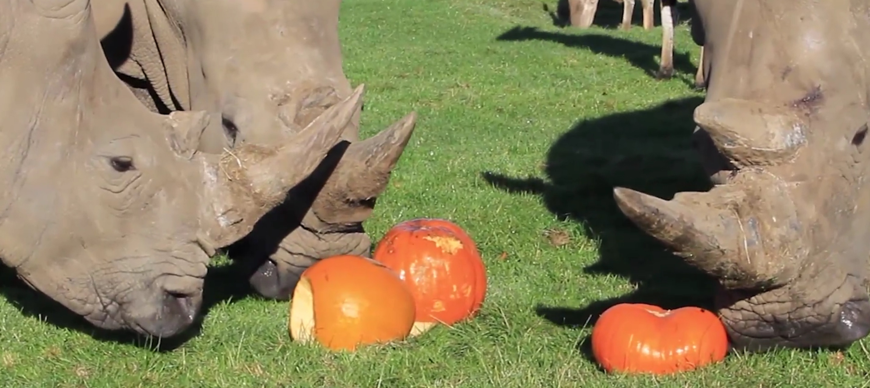 Rhinos take a look at the pumpkins in front of them
