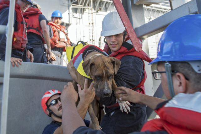 USS Ashland sailors help Zeus, one of two dogs who were accompanying the women