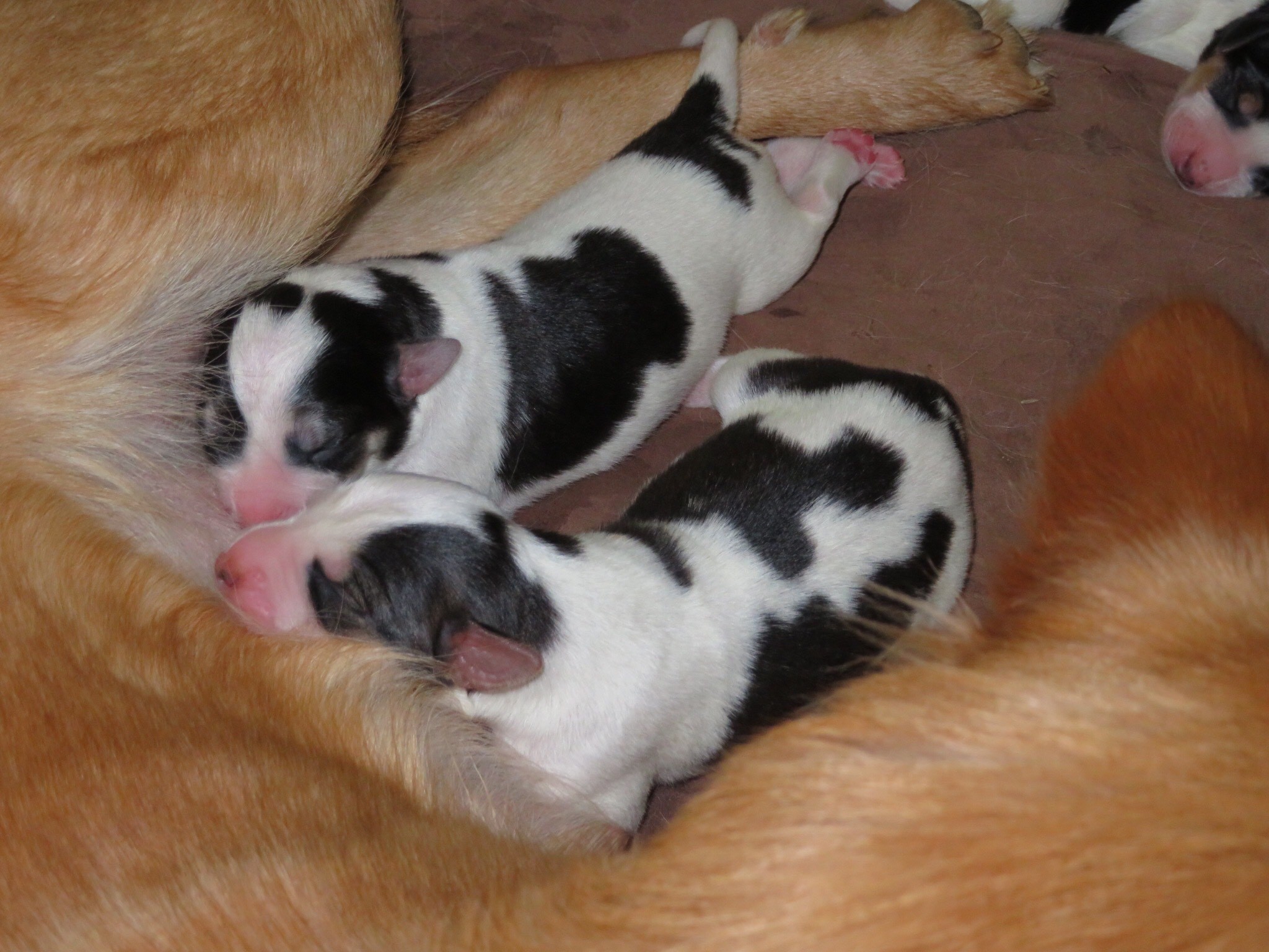 The pups nestled against their mother