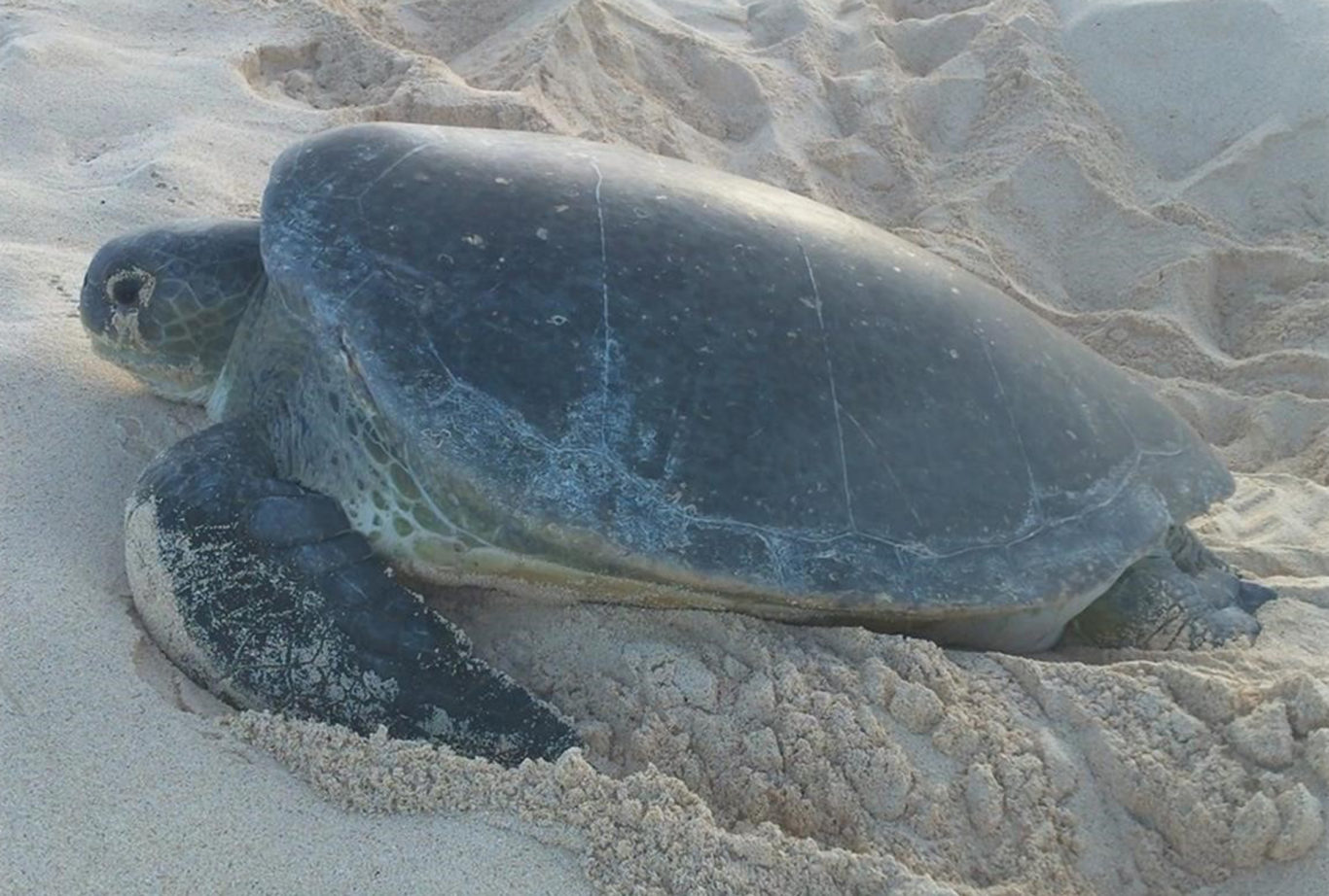 Crime-solving technology helps scientists track turtles from Egypt ...