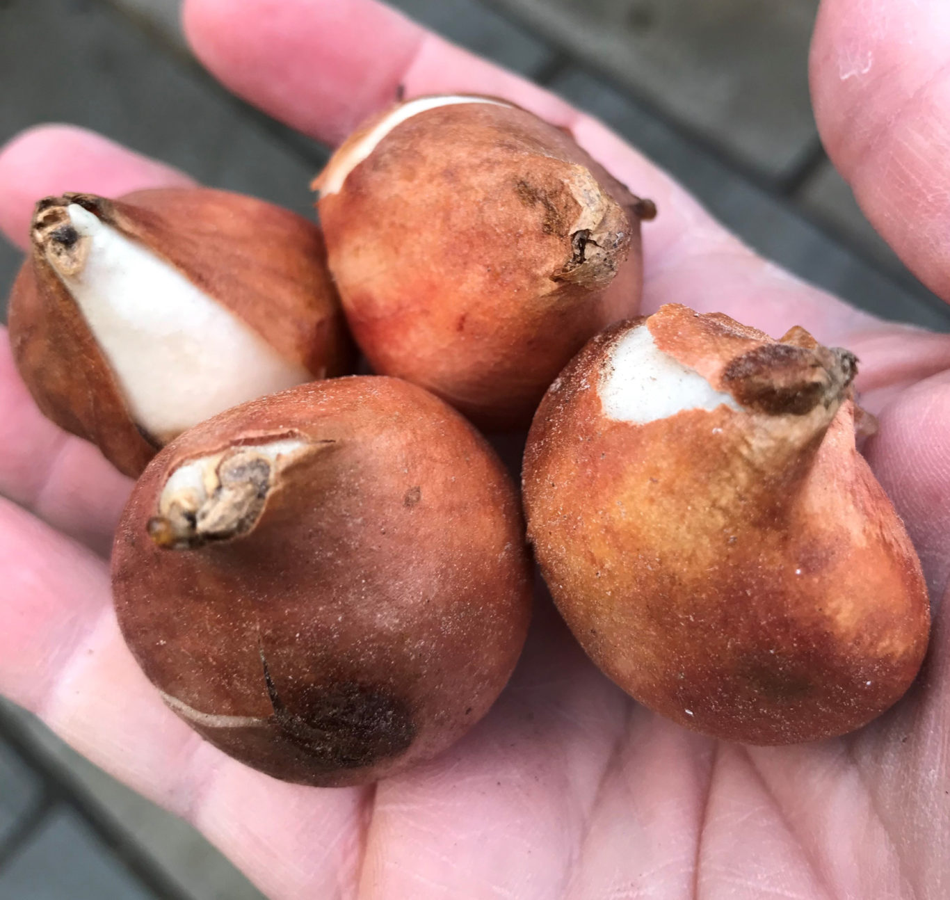 Is it too late to plant bulbs? Not if you follow our guide BT