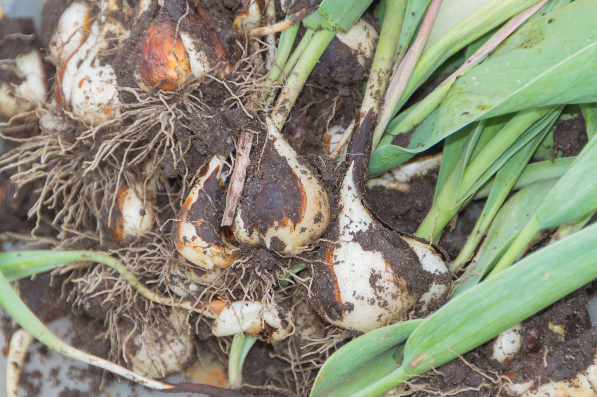 Tulip bulbs can be dug up. (Thinkstock/PA)