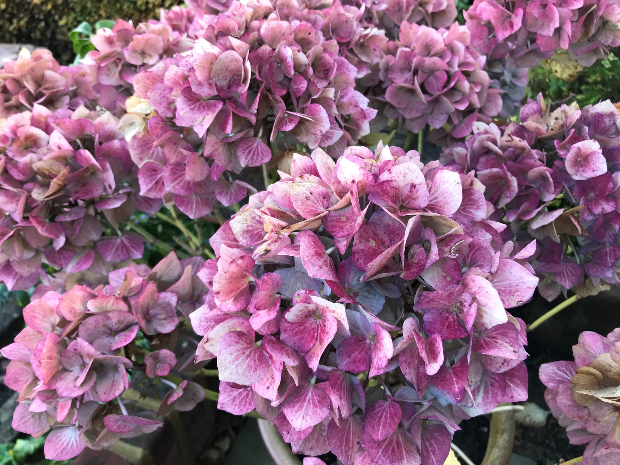 Hydrangea flowerheads. (Hannah Stephenson/PA)