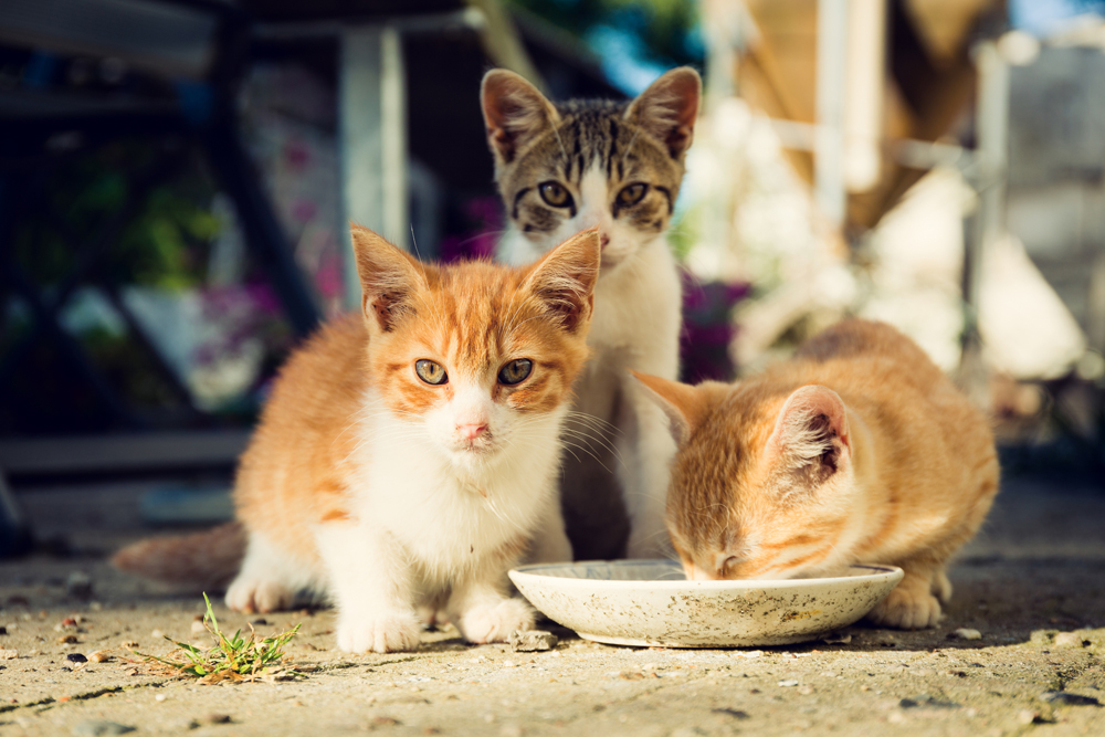 This note sets out exactly why you should not feed stray cats The