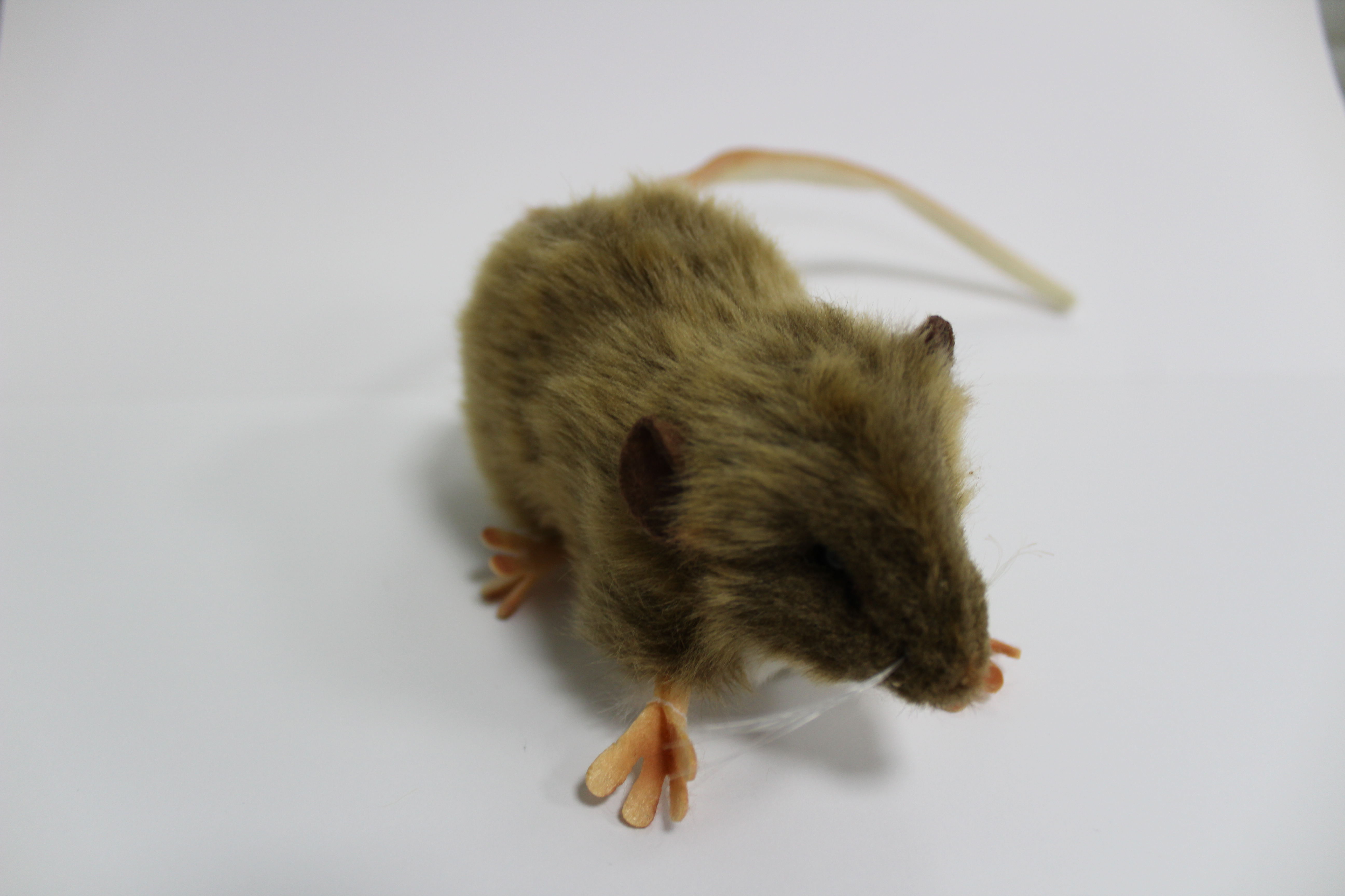 The toy rat on sale at The National Archives