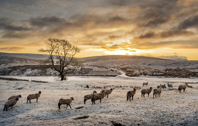 Sheep in a snow-covered field near Ribblehead in the Yorkshire Dales National Park (Danny Lawson/PA)