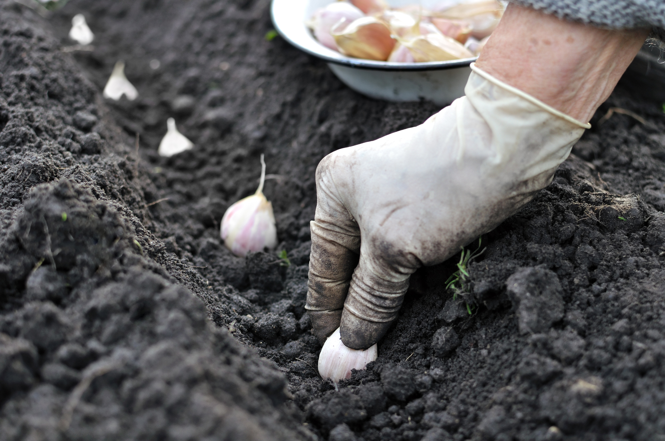 Planting garlic (Thinkstock/PA)