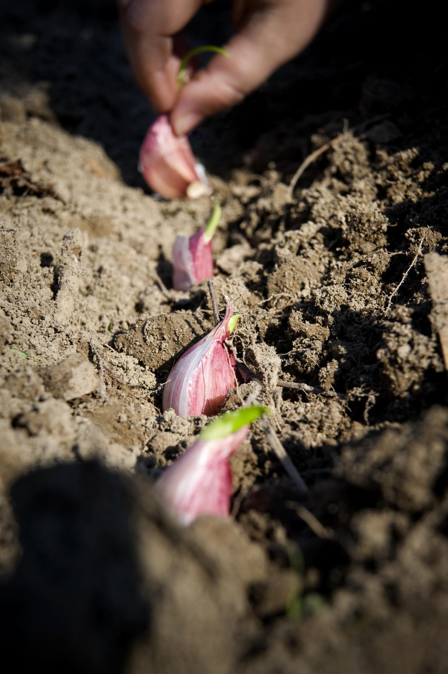 Generic photo of planting garlic (Thinkstock/PA)