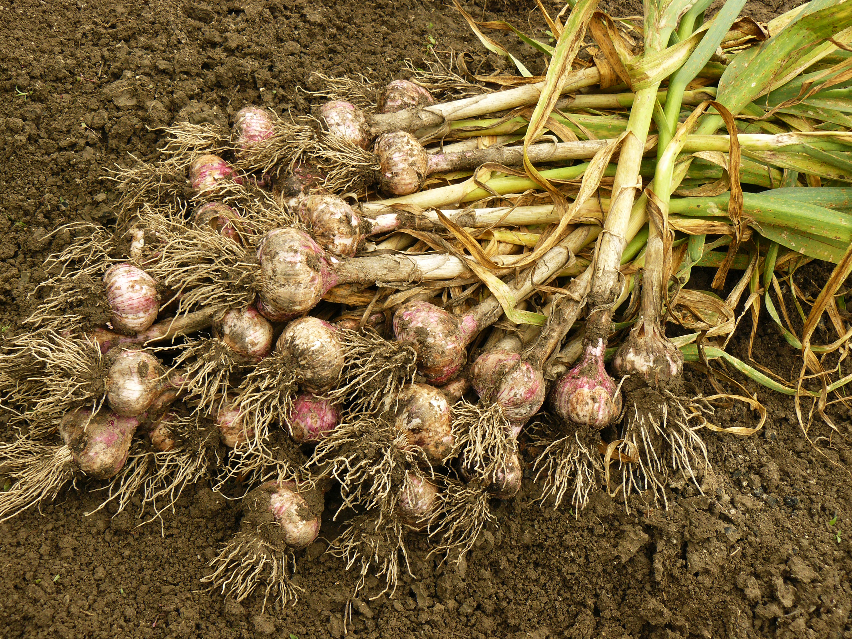 Garlic harvest (Thinkstock/PA)