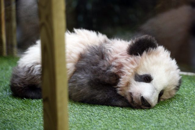 Panda cub Yuan Meng