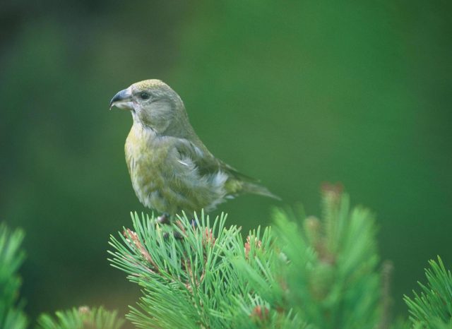 A Scottish crossbill 