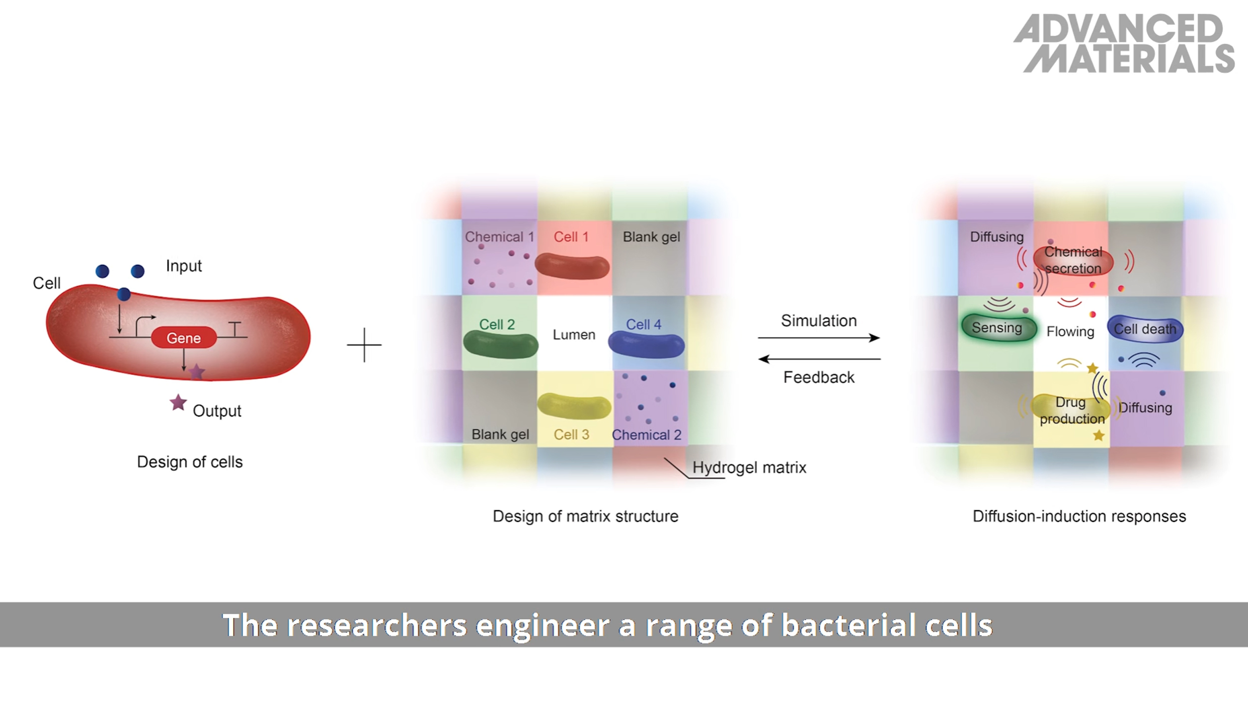 Designed cells. Cell Design. Blank Cells. Advanced materials.