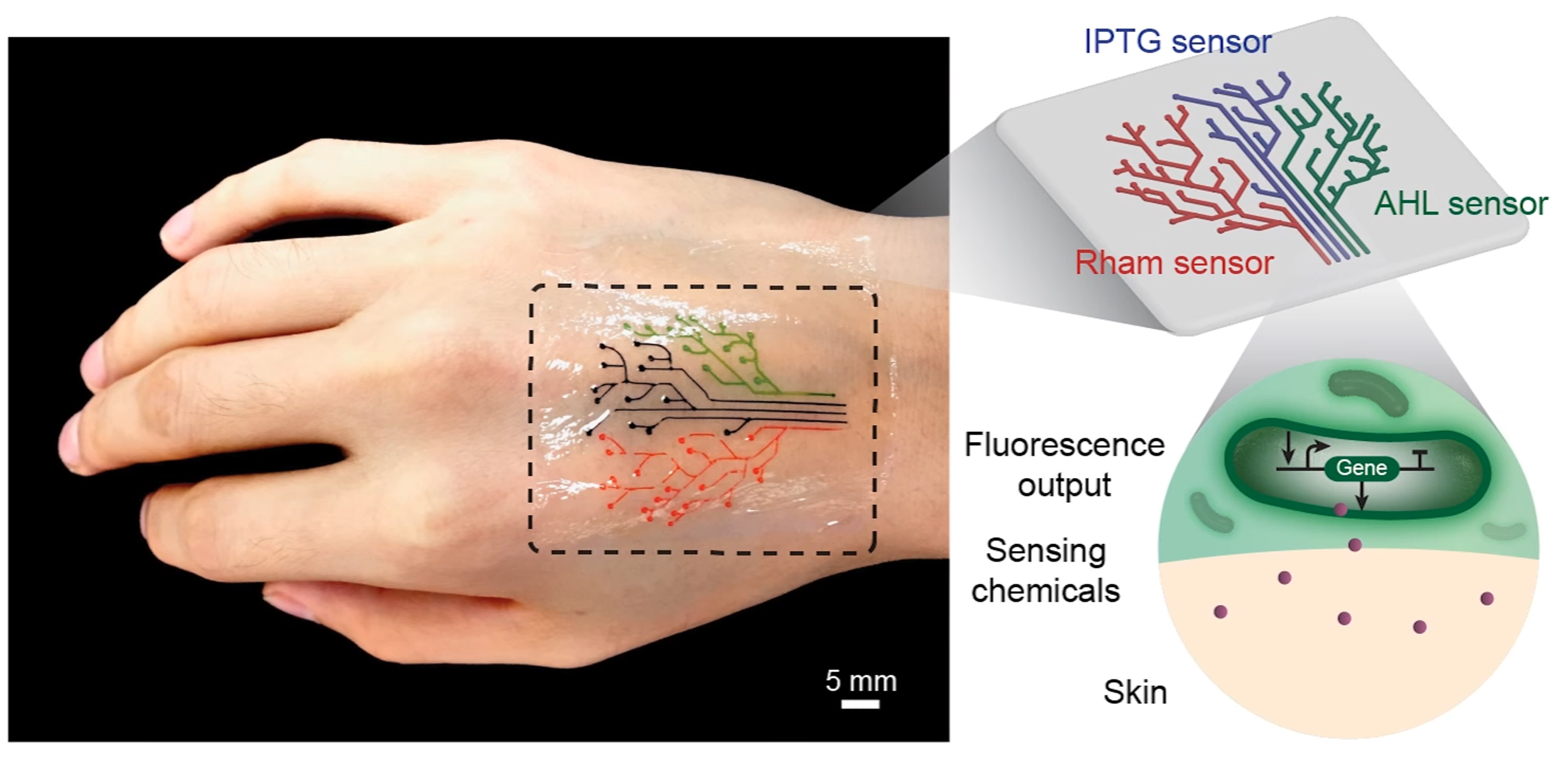 Engineers create 'living tattoo' that responds to the environment