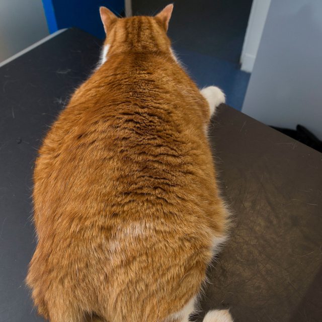 Pumpkin before he shed the pounds (PDSA/PA)