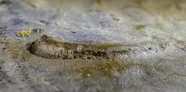 Fossil showing world's oldest eye.