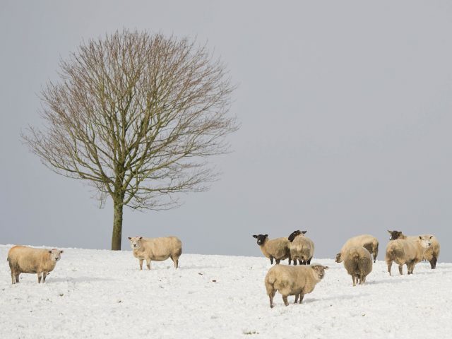 Sheep on the Irish border between Co Fermanagh and Co Donegal (Mark Marlow/PA)
