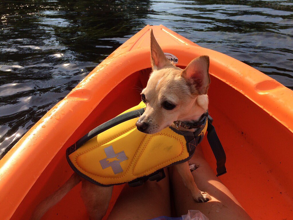Skippy going kayaking 