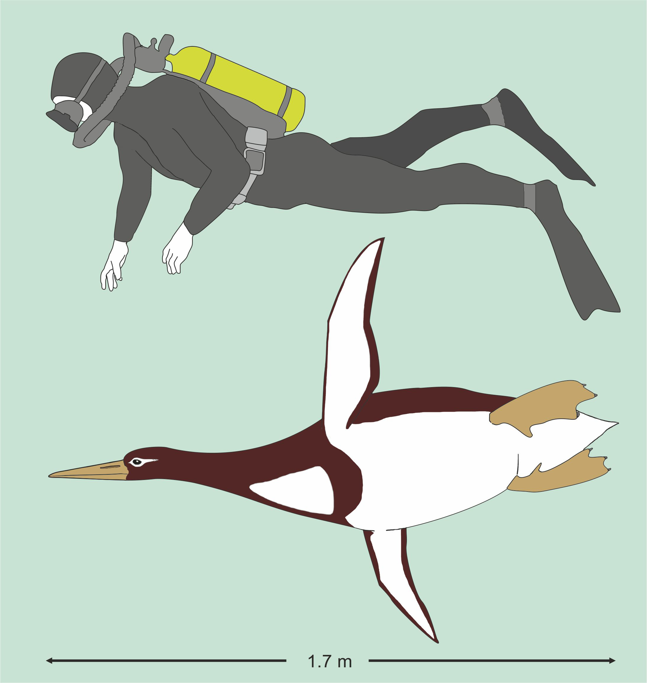 The newly identified extinct giant penguin measures 1.77m long (Senckenberg Research Institute/PA)