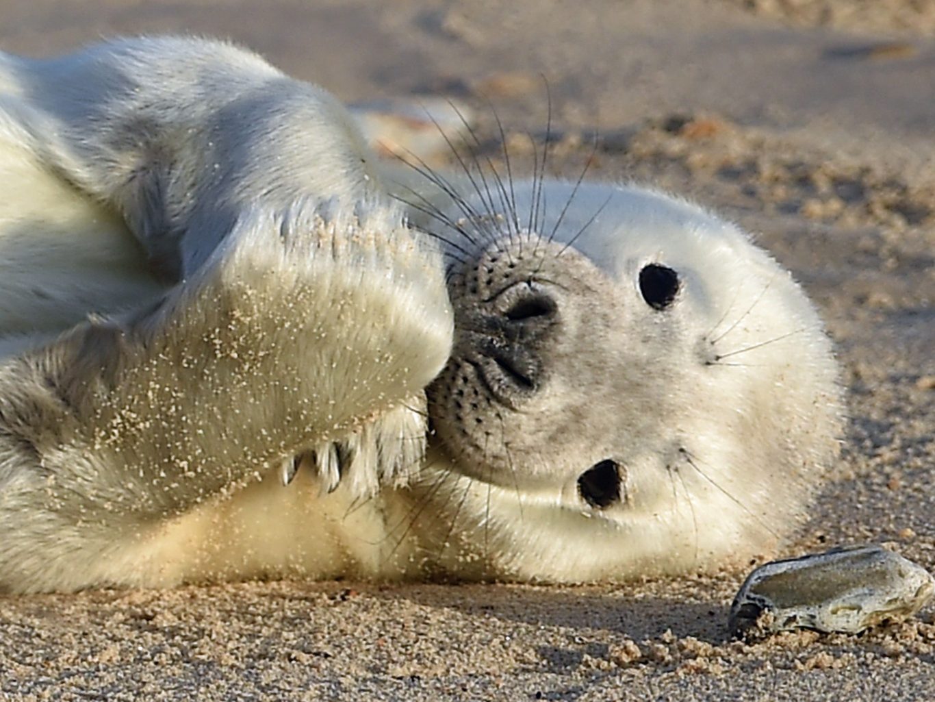 seal pup cushion