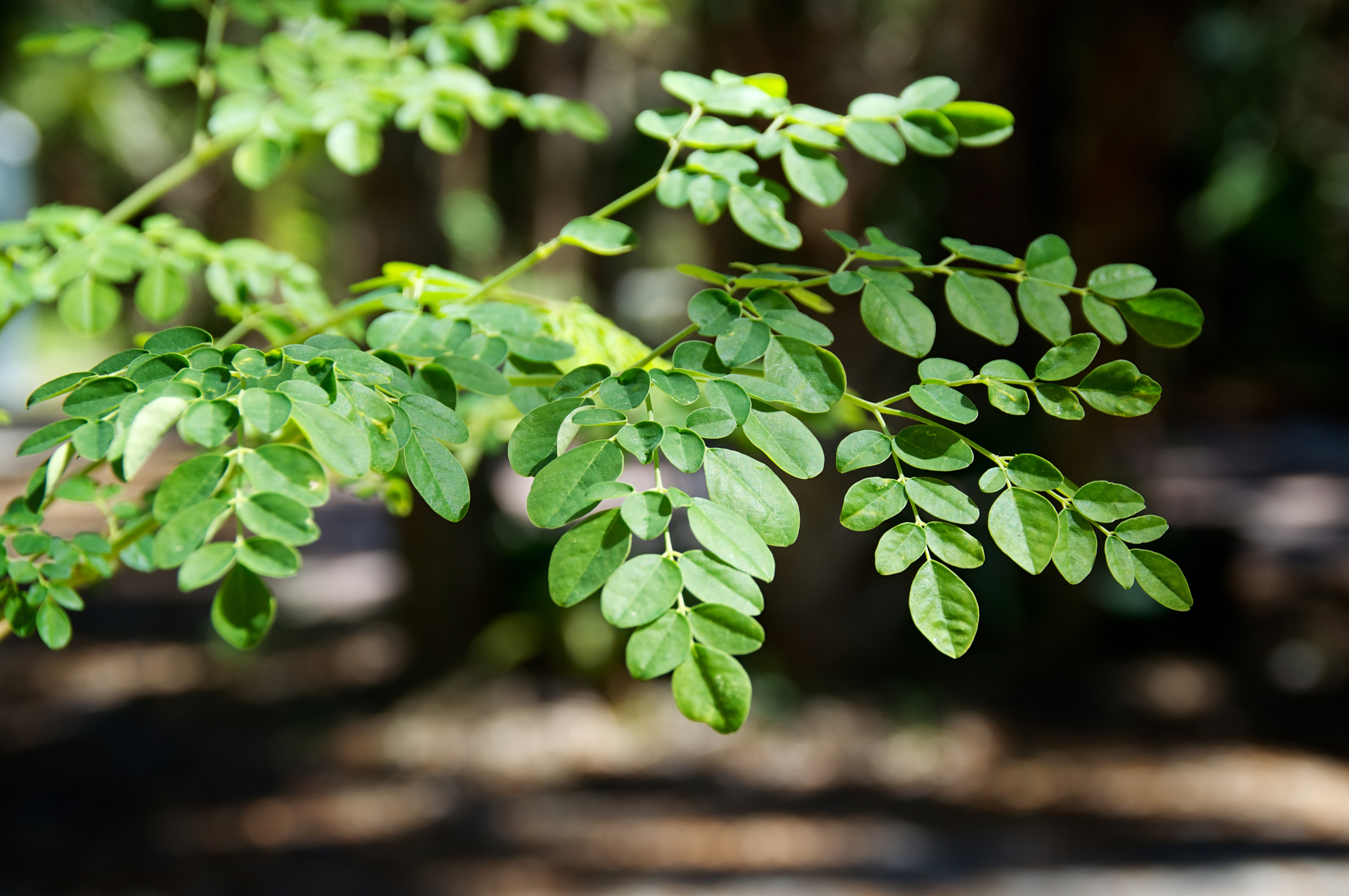 eye level view of the leaves at the top of a young moringa tree, used for alternative medicine.