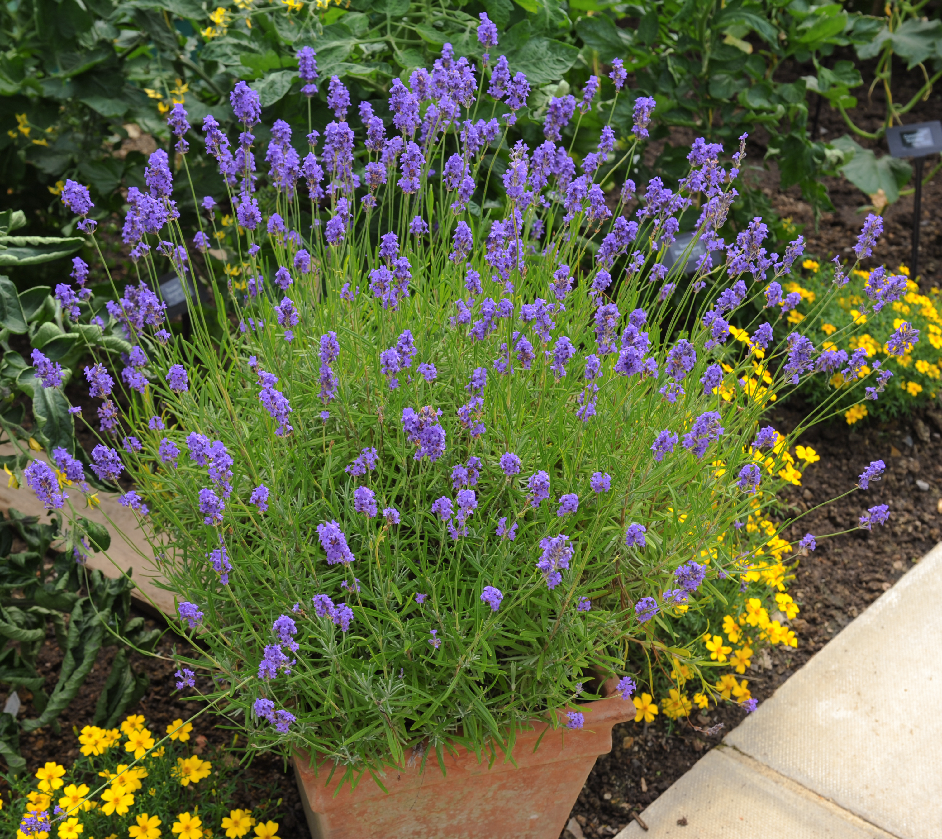 Therapeutic lavender (Thinkstock/PA)