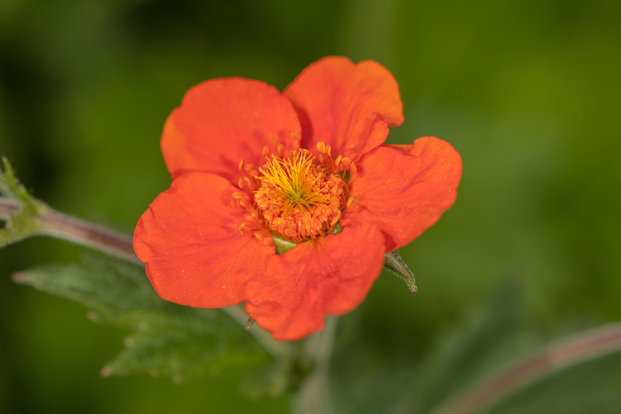 Orange geums don't require much water (Thinkstock/PA)