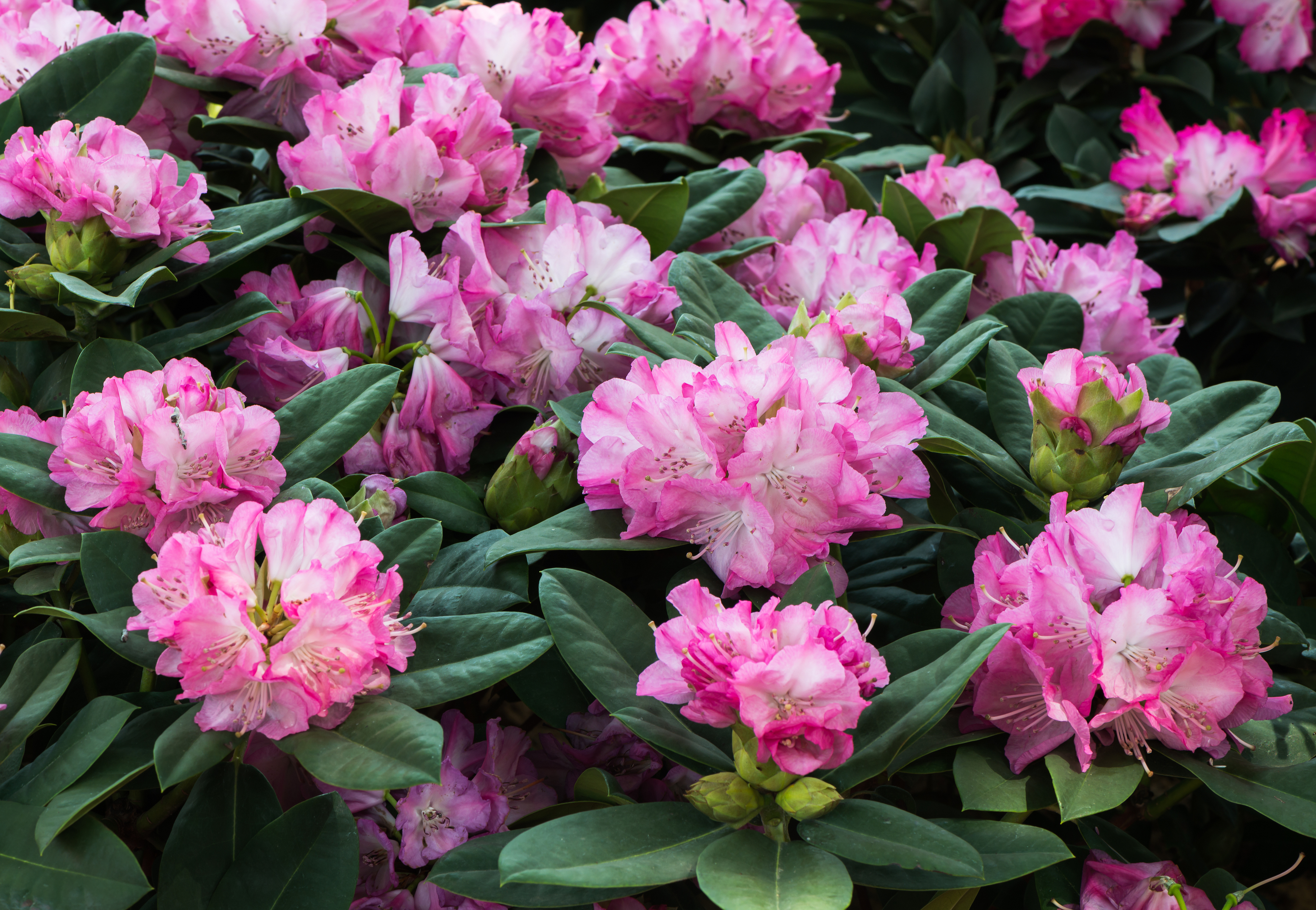Spring-flowering shrubs like rhododendron are popular (Thinkstock/PA)
