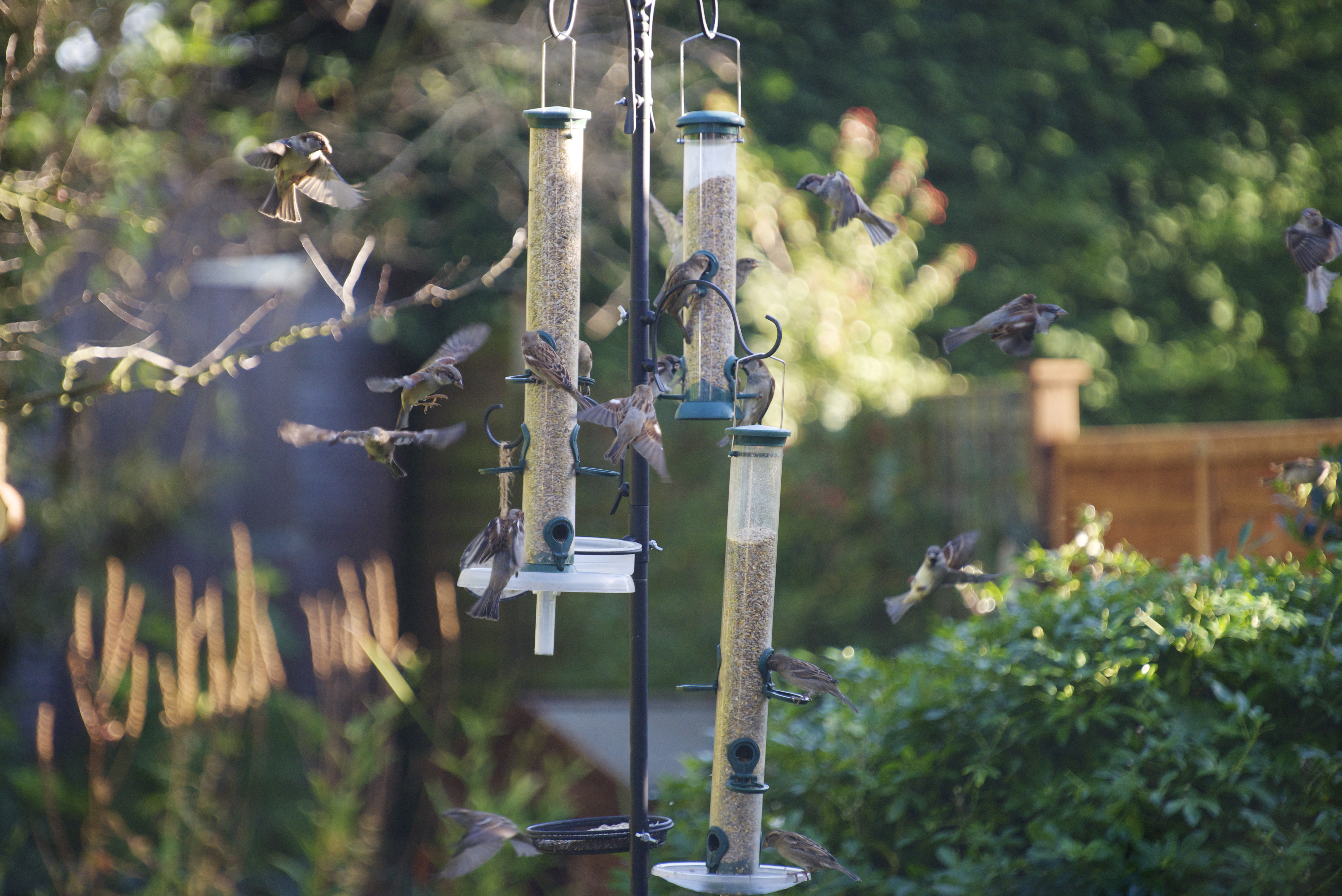 Birds on feeders. (Rahul Thanki/rspb-images.com/PA)