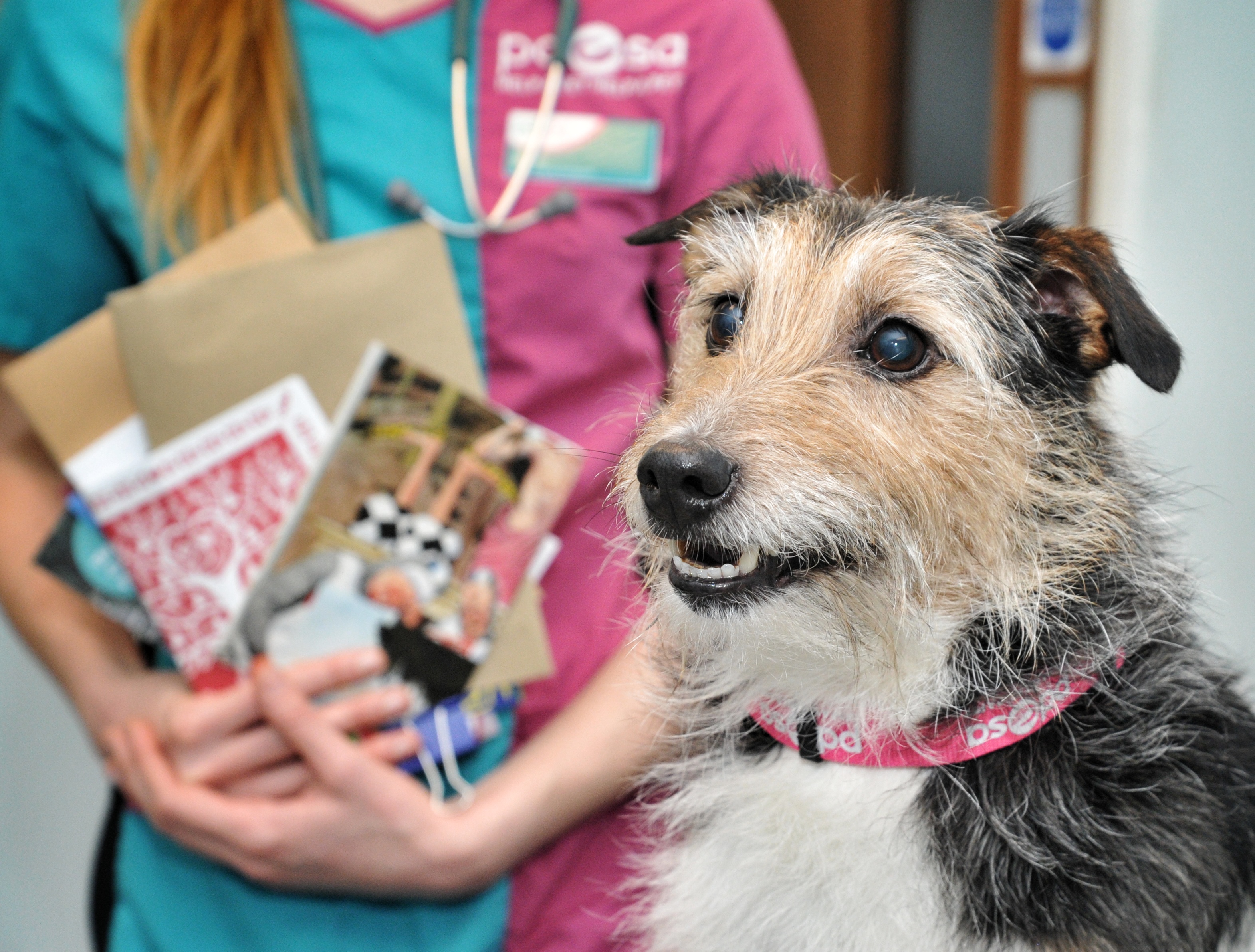 Oscar the dog with a PDSA vet