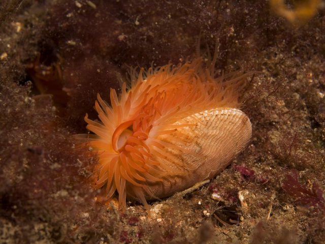 Flame shell beds support a diverse community of other species (Marine Scotland/PA)