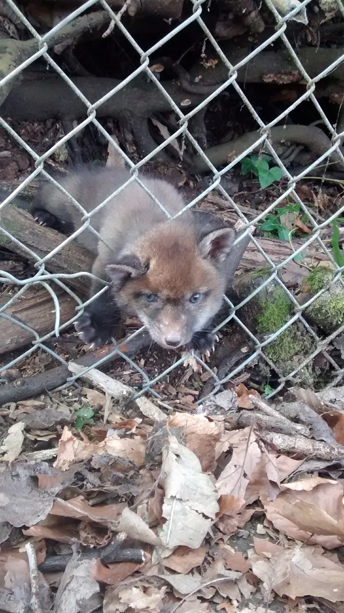 (RSPCA/PA)