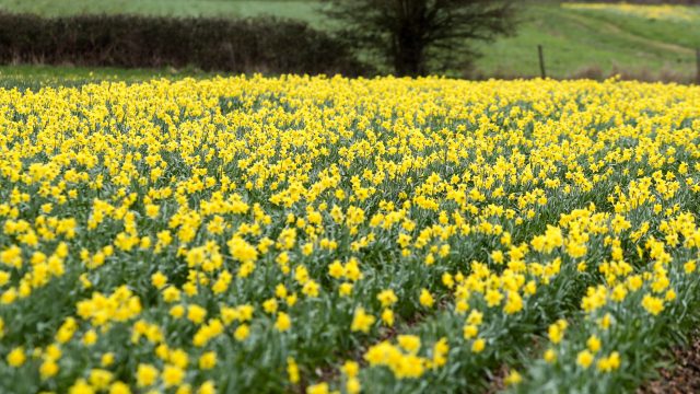 Daffodils