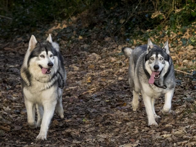 Celebrities have made offers to buy Odin (left) and Thor (Liam McBurney/PA)