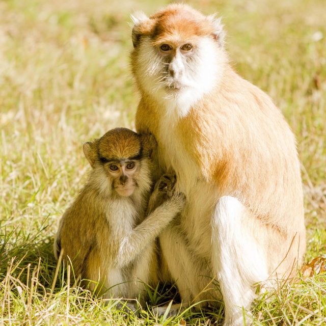 Patas monkeys