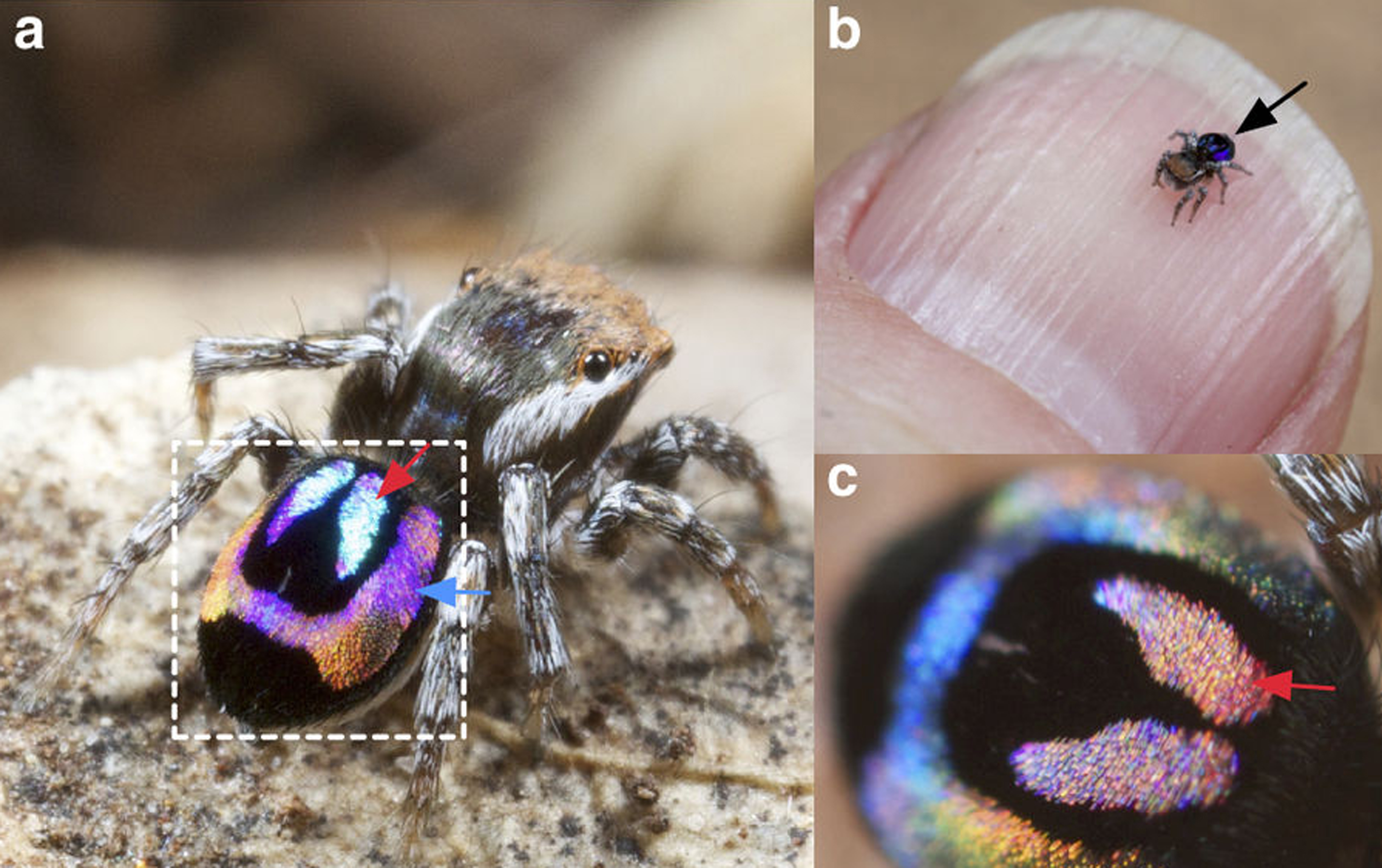 Rainbow peacock spider.