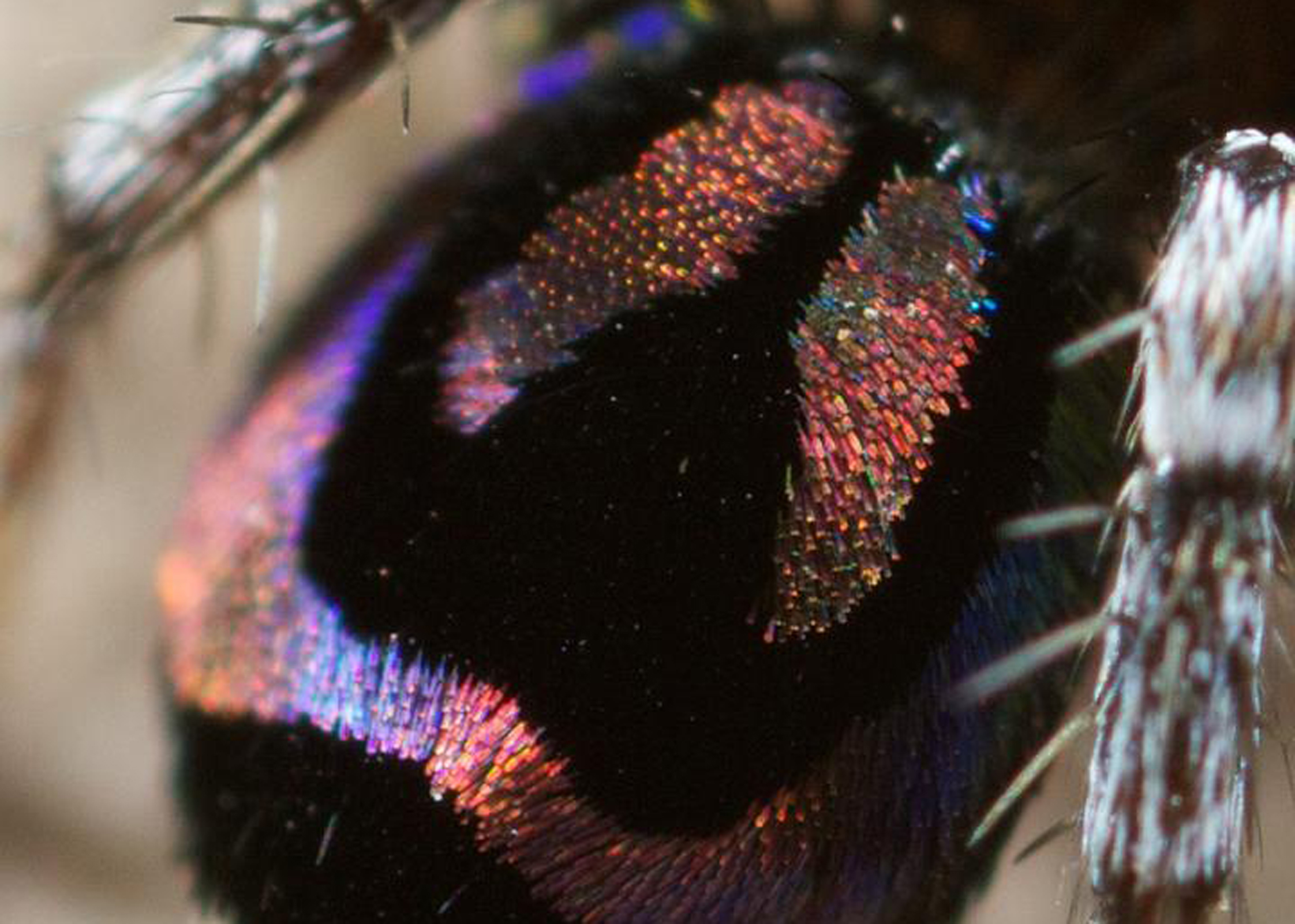 Rainbow peacock spider.