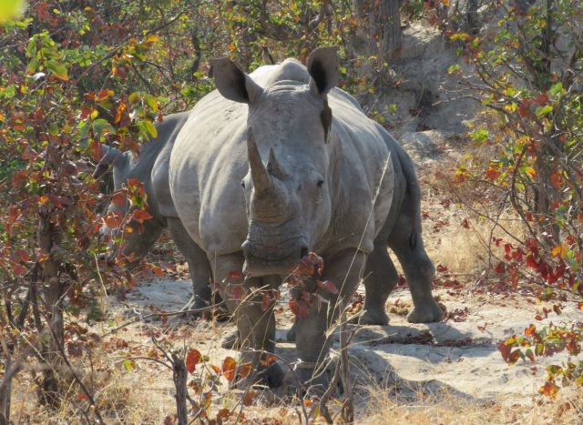 A Precious Ramotswe candidate who could win the public vote to name a white rhino (Rhino Conservation Botswana)