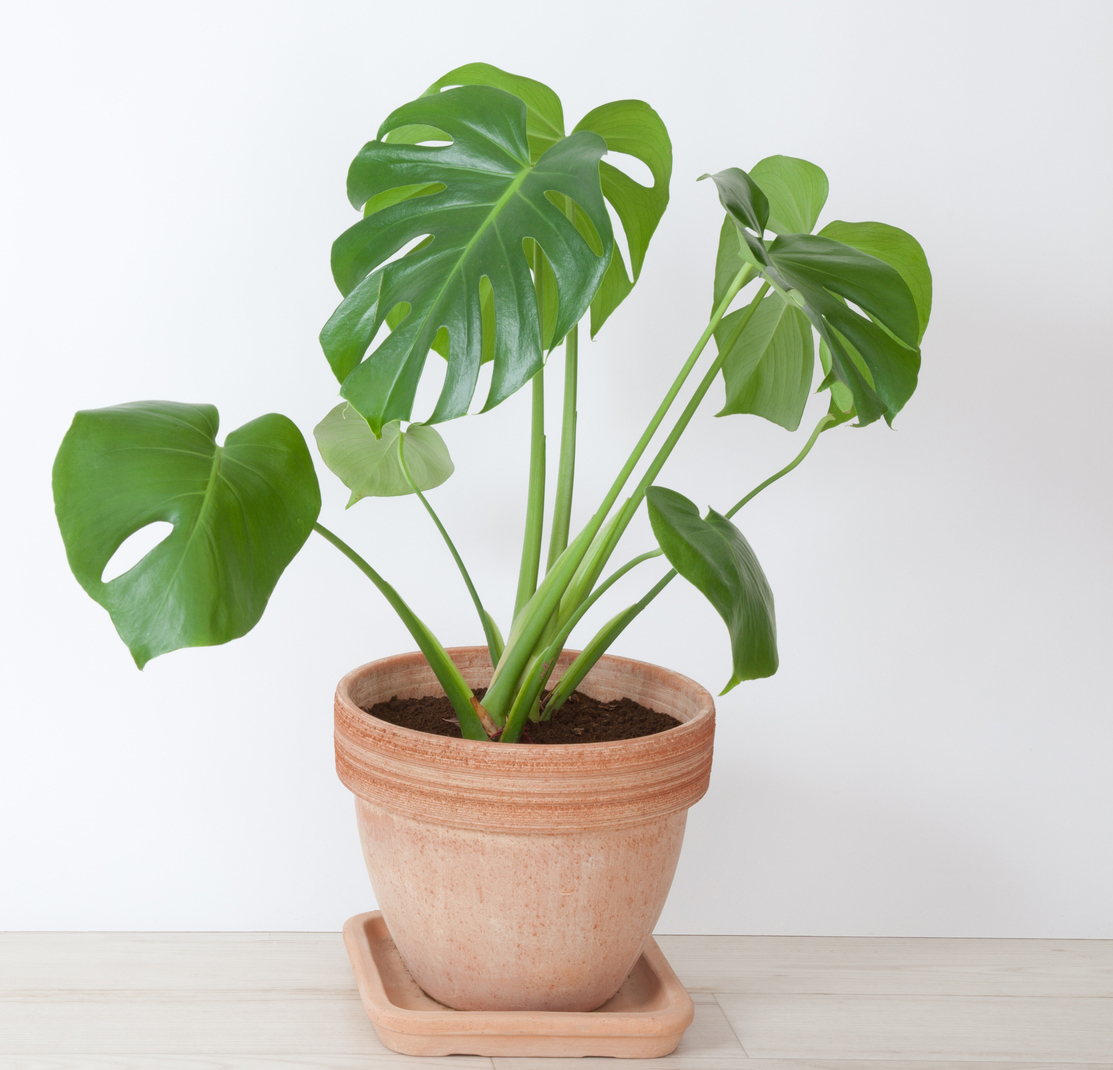 Philodendron (Ambius/PA)