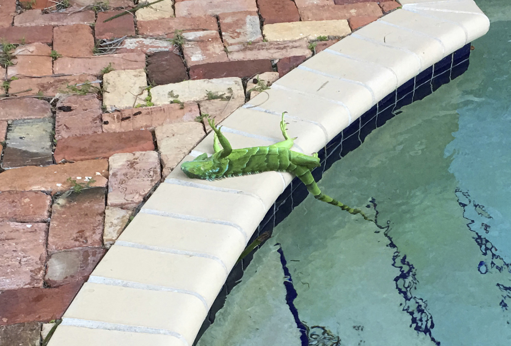 It’s so cold in Florida iguanas are falling from trees | Express & Star