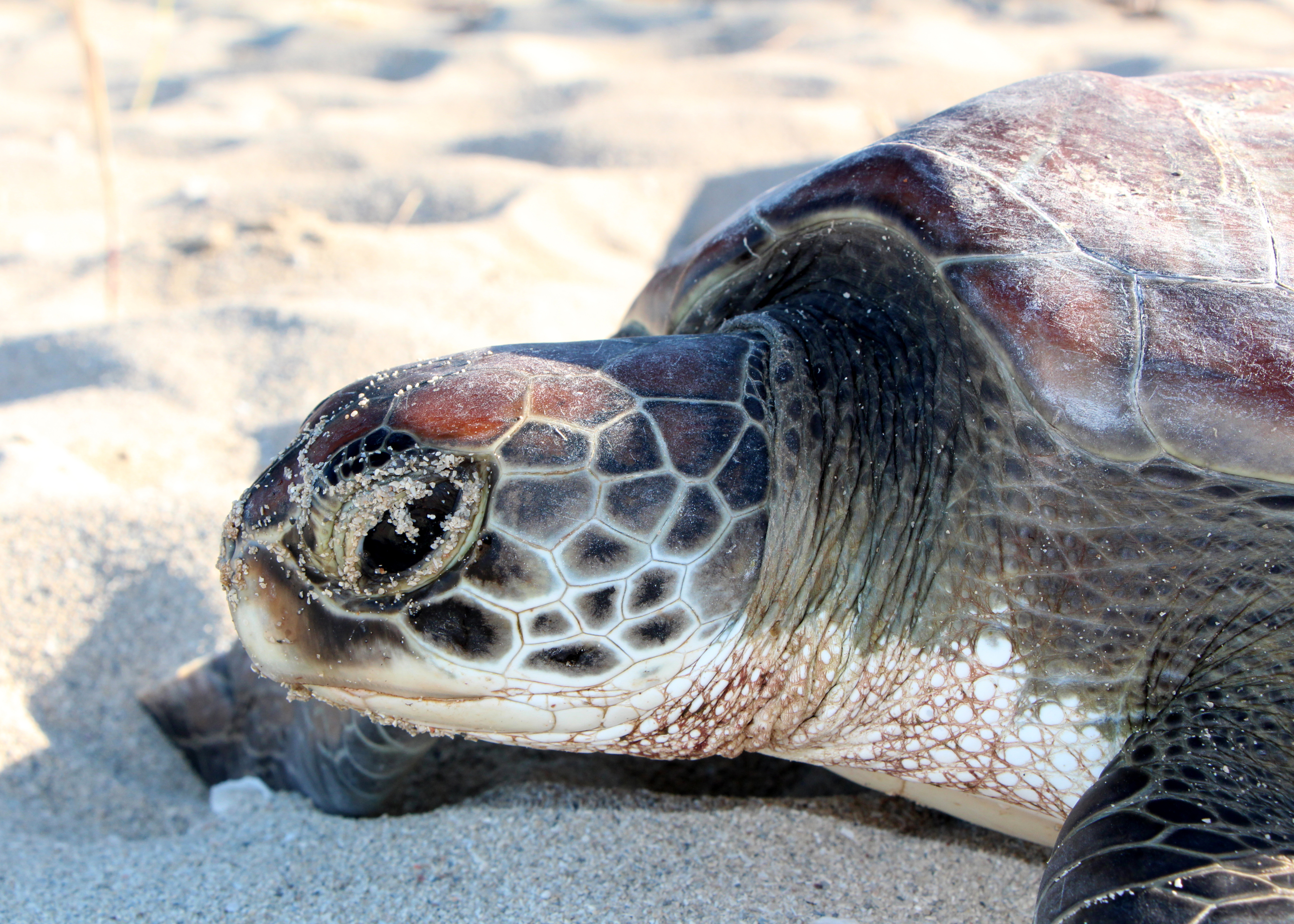 Green turtles.