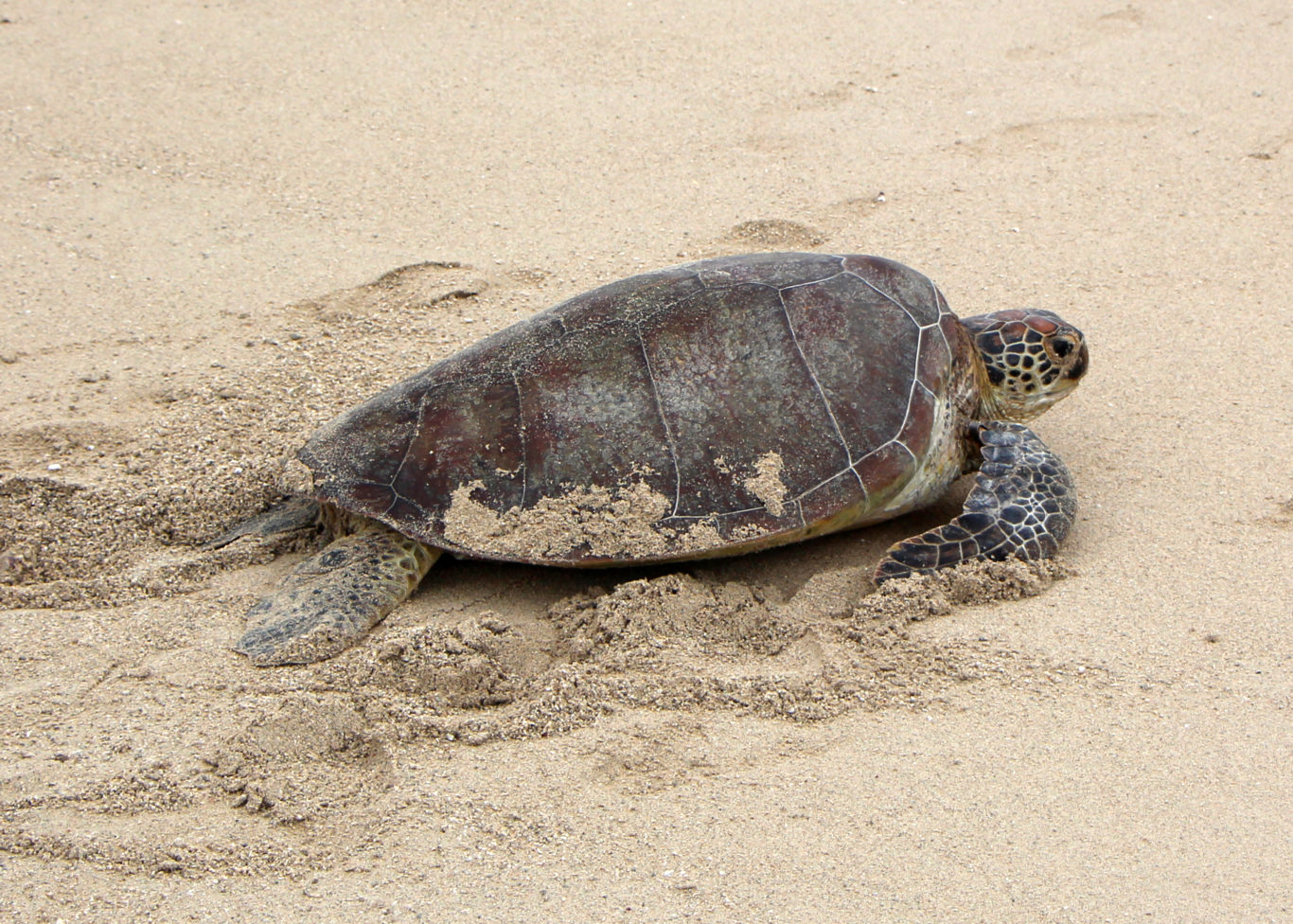 Rising temperatures in the Great Barrier Reef turning green sea turtles ...