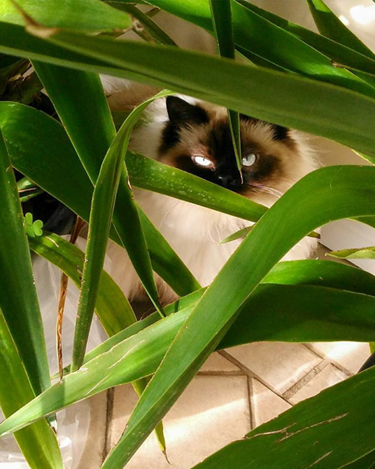 Luna gives a glare from behind a plant