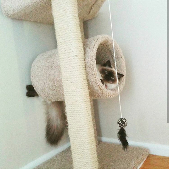 The cat sits on a scratching post