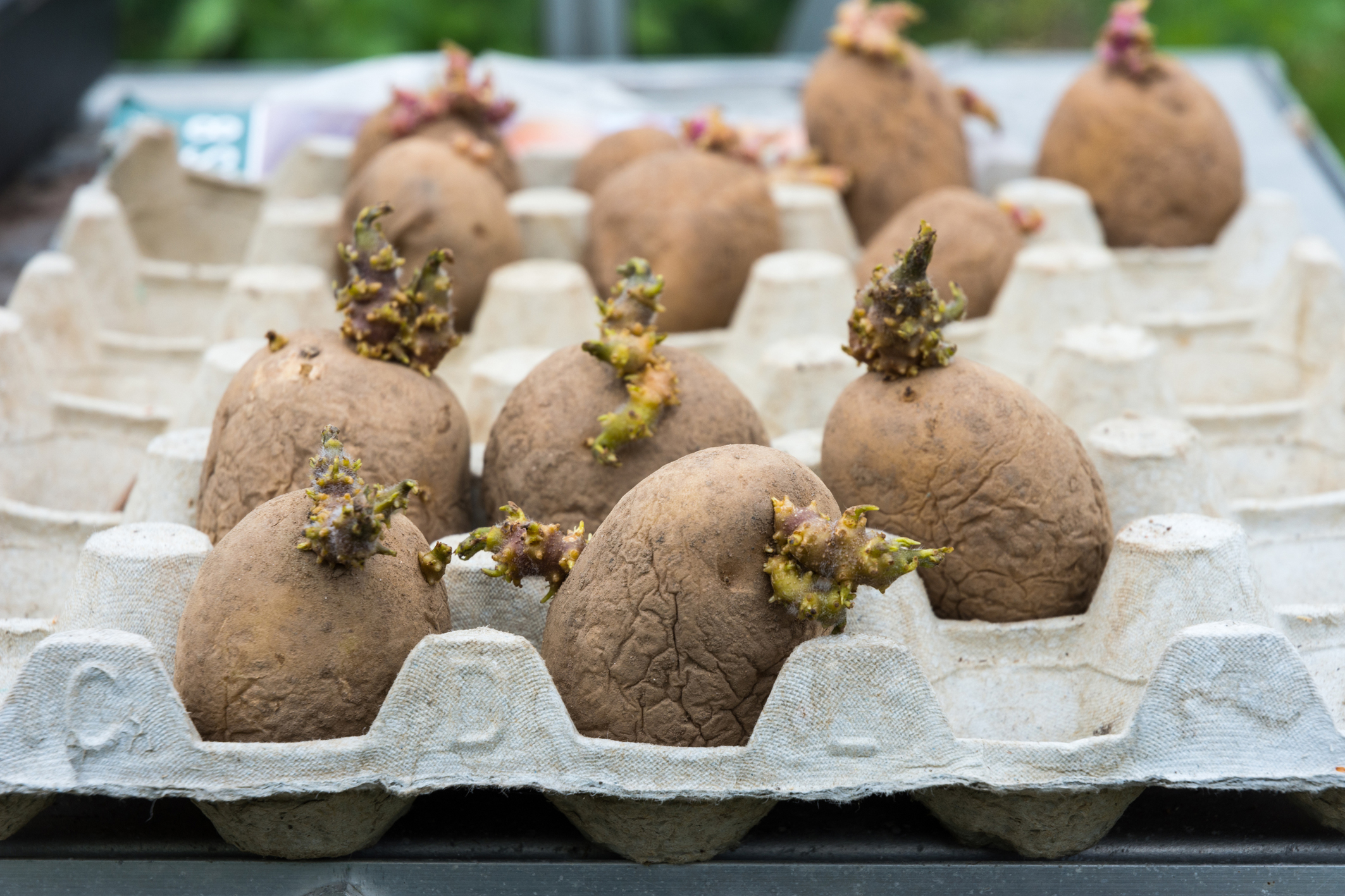 Potato chitting prior to planting out (Thinkstock/PA)