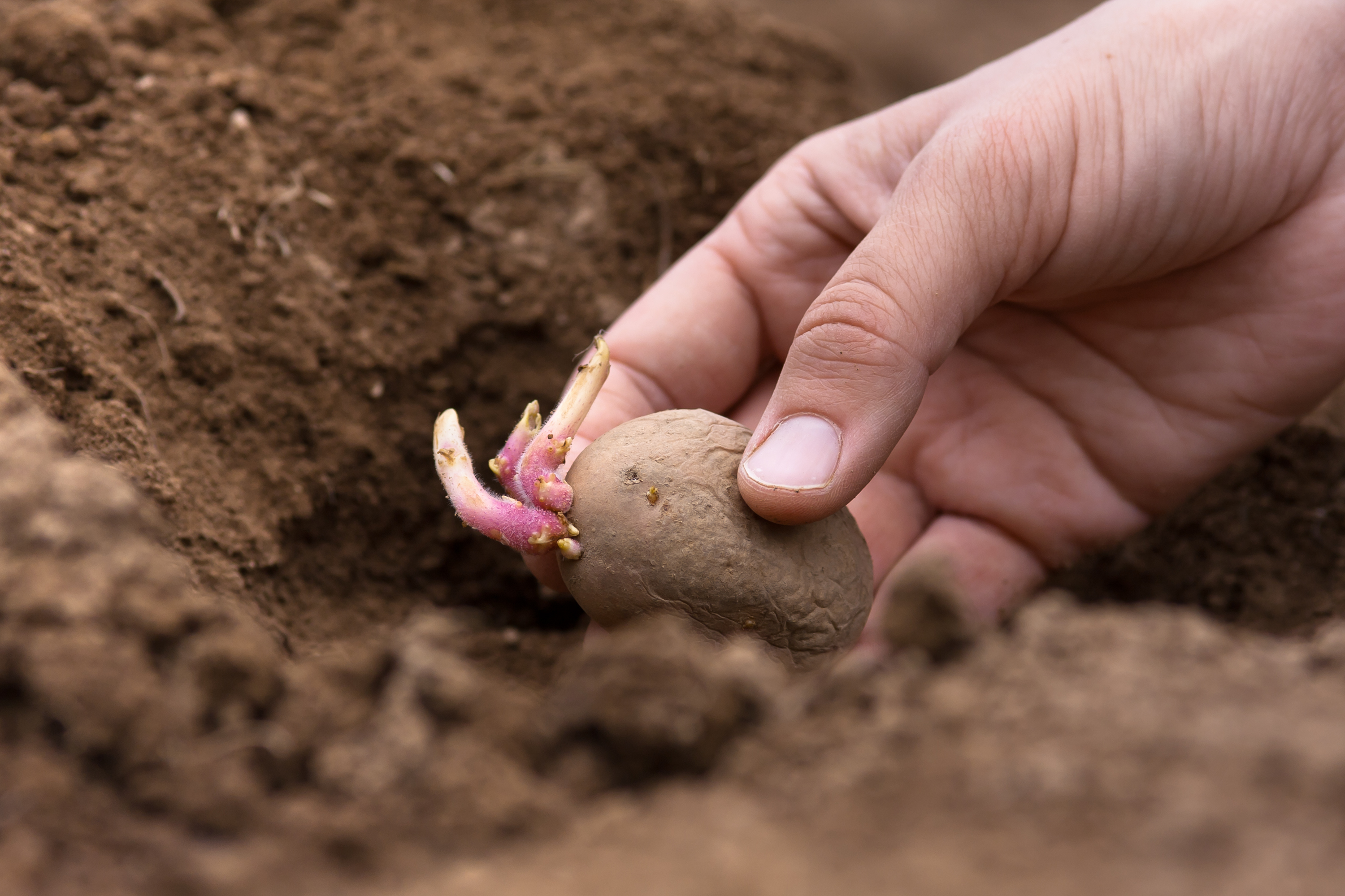 Planting potato tubers (Thinkstock/PA)