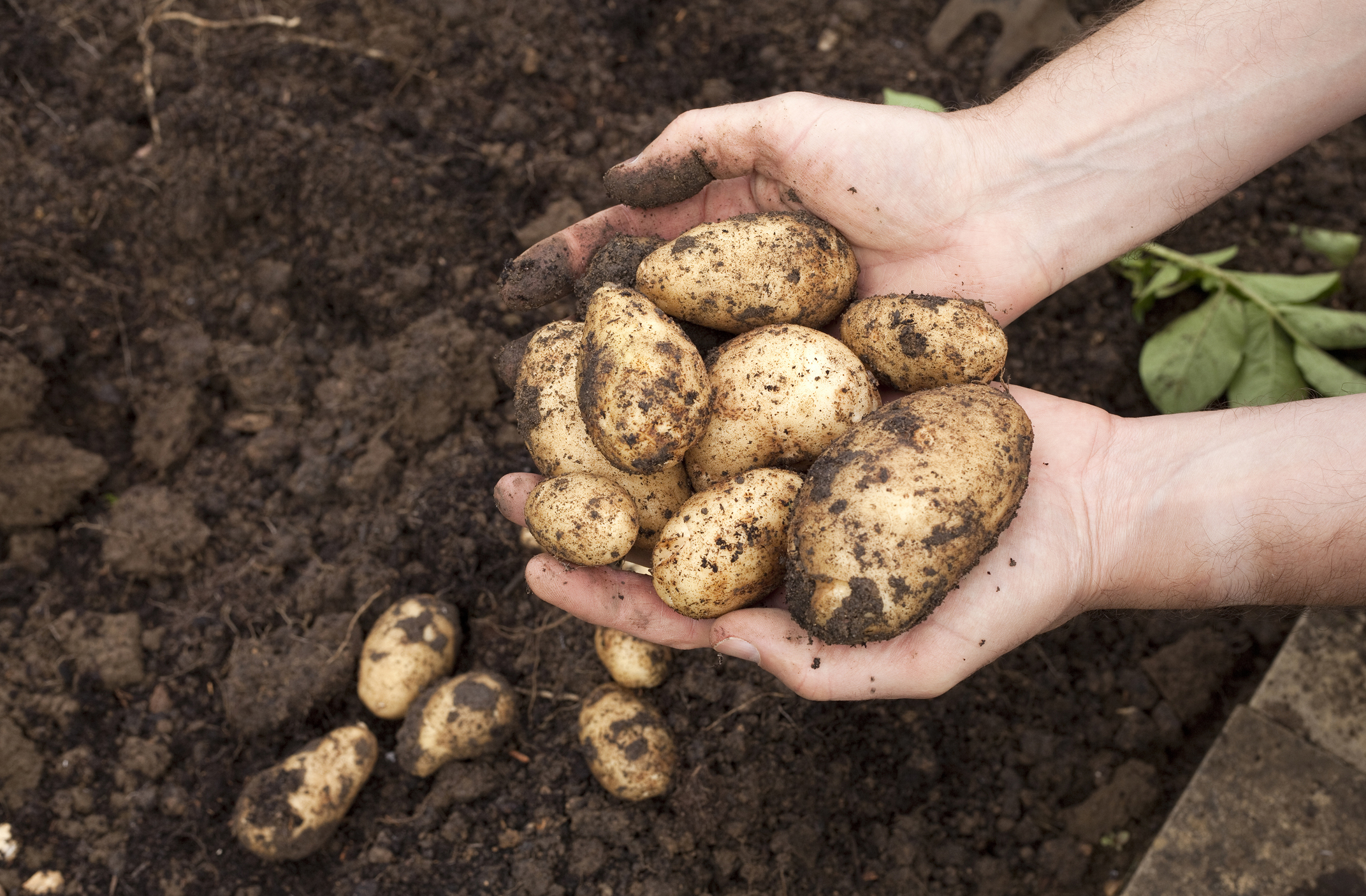 Harvesting potatoes (Thinkstock/PA)