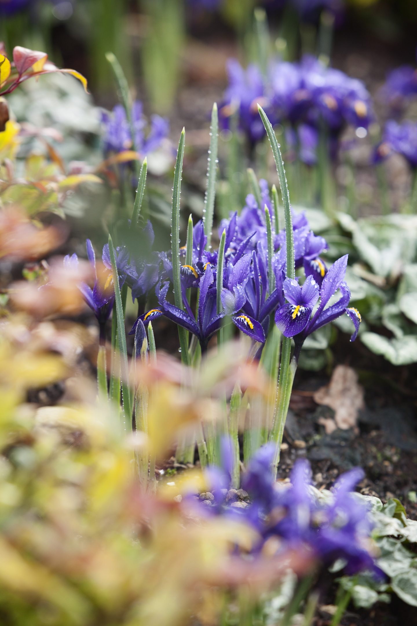 Iris 'reticulata' in Harlow Carr winter garden. (RHS/Lee Beel/PA)