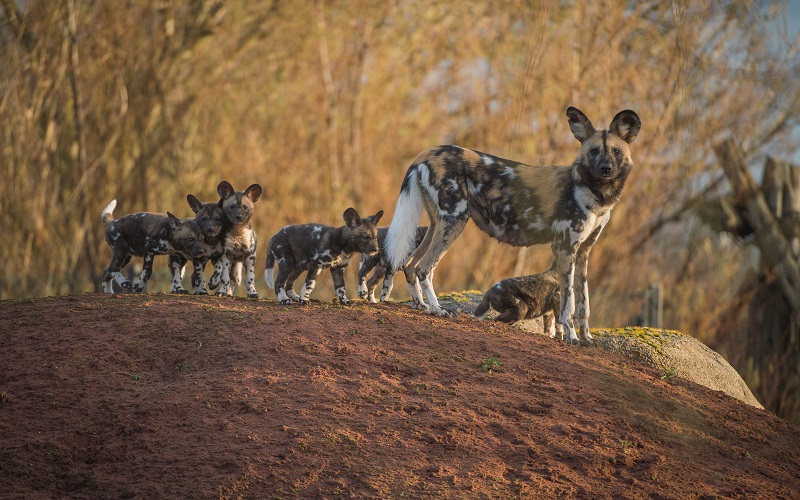 Painted dog pups and their mother