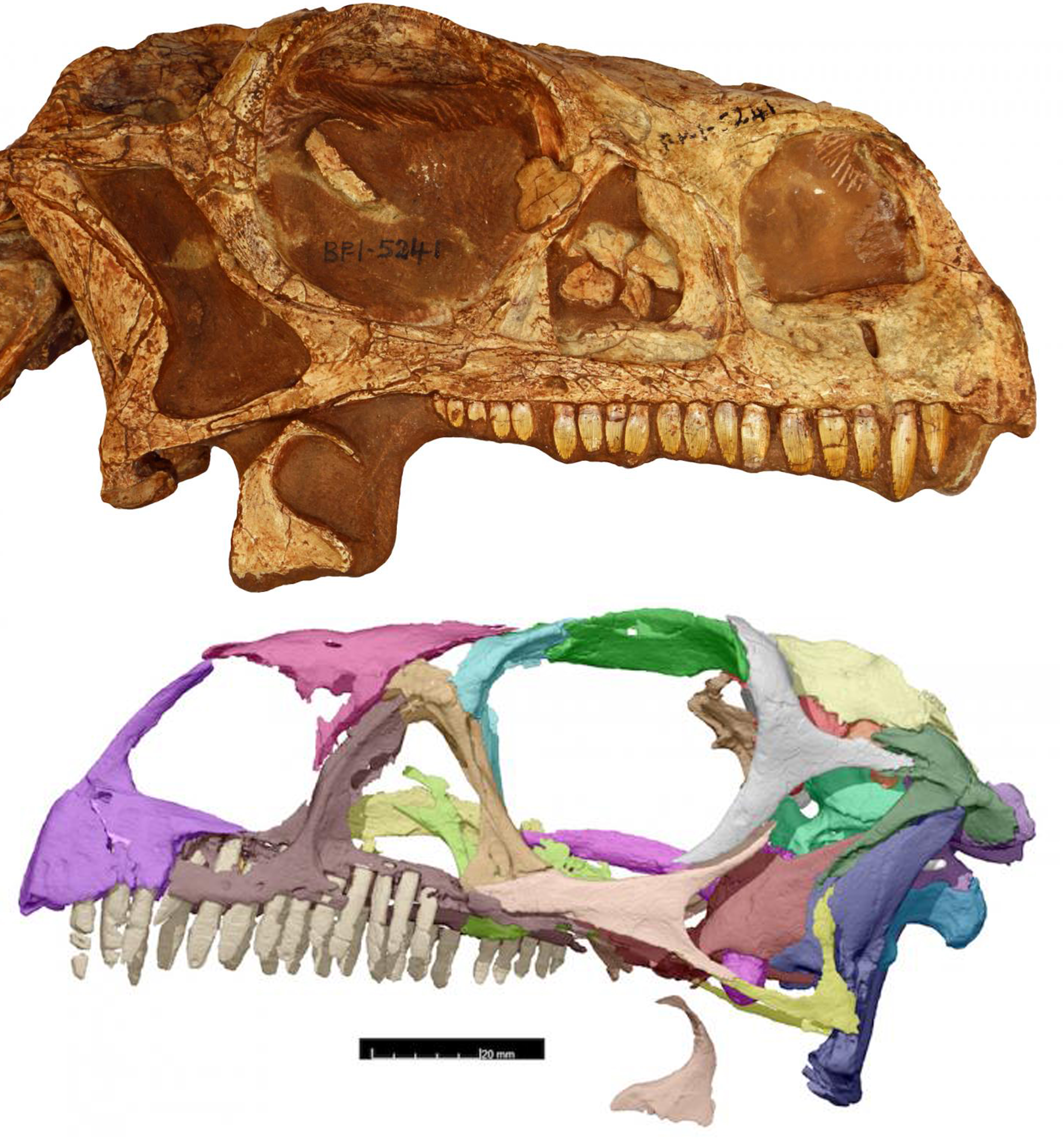Above, Massospondylus skull and below, the skull after being scanned.