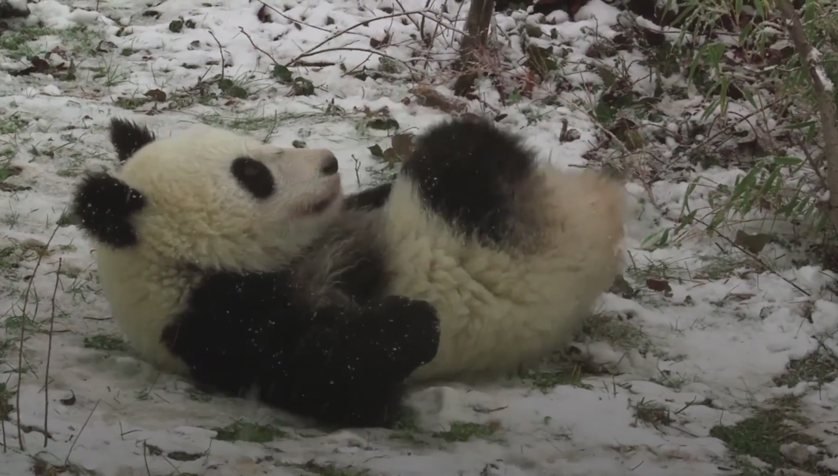 A panda in the snow at Vienna Zoo